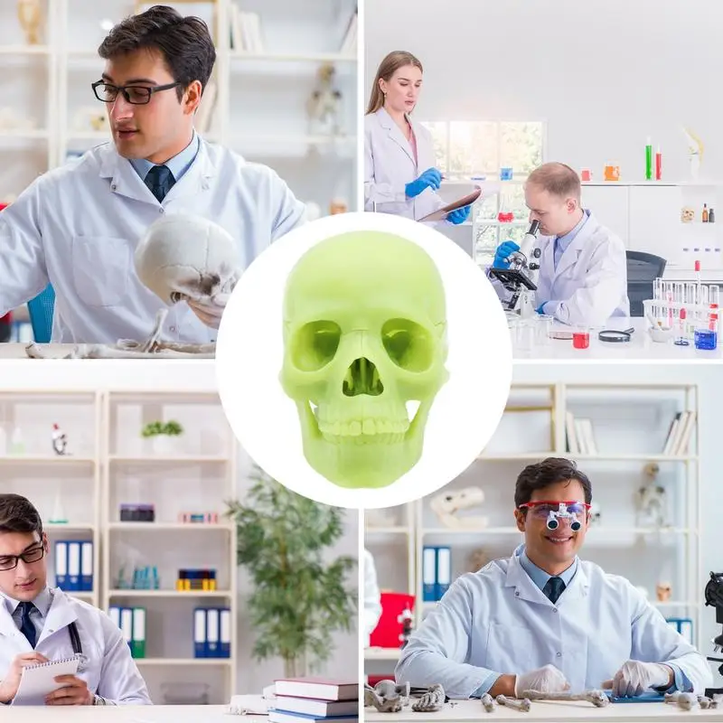 رؤوس جمجمة بشرية قابلة للفصل للتشريح ، أغطية من 15 جزءًا ، نموذج واقعي