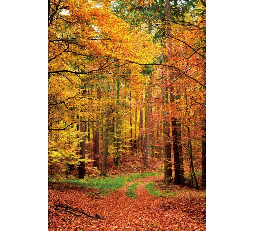 Telón de fondo de paisaje de bosque otoñal, hojas caídas, camino de campo de árbol, paisaje de naturaleza, retrato de fotografía, Fondo de estudio