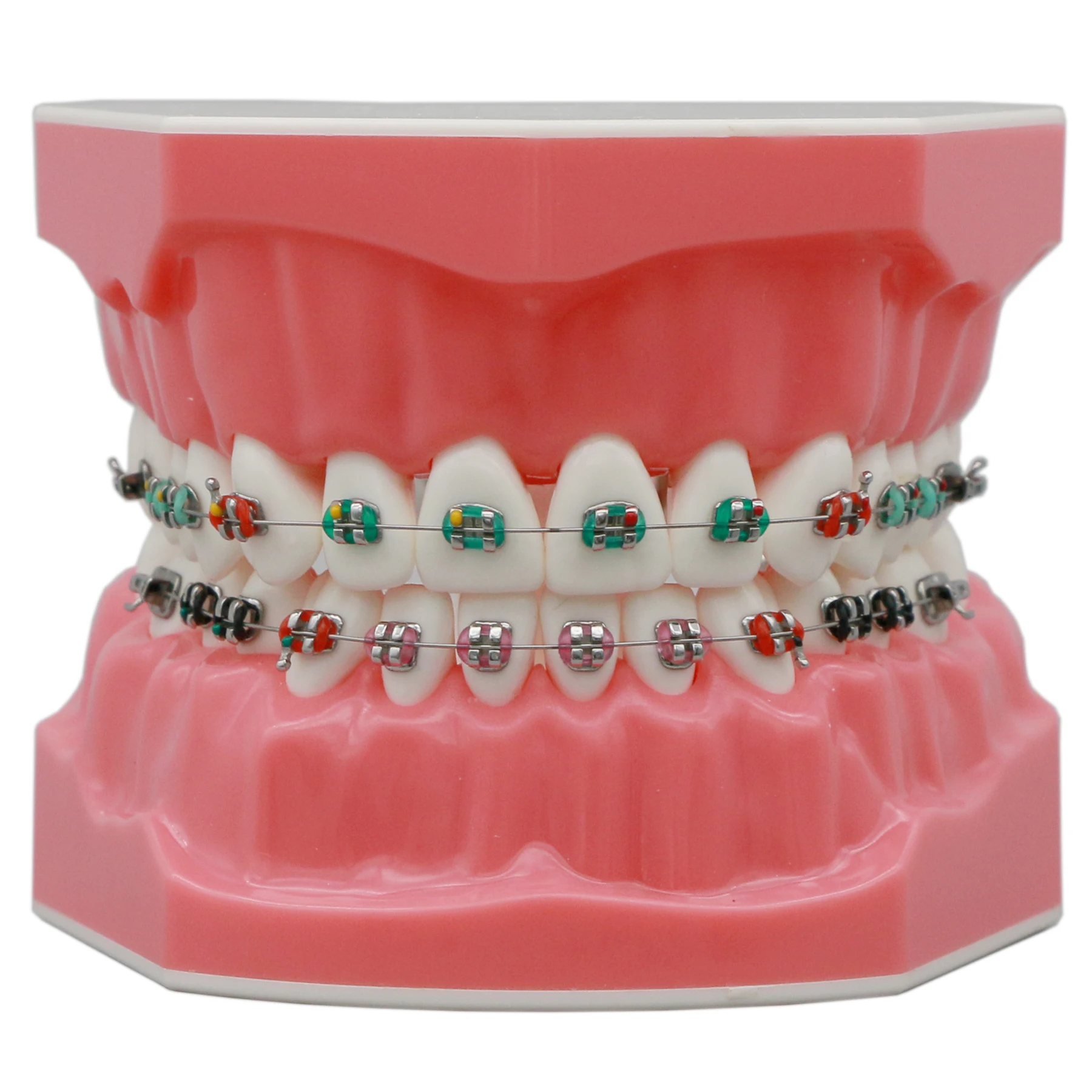 

Dental Typodont Orthodontic Teeth Model 1:1 Standard Demo Teach Study With Archwire Ligature Ties Metal Brackets Buccal Tubes