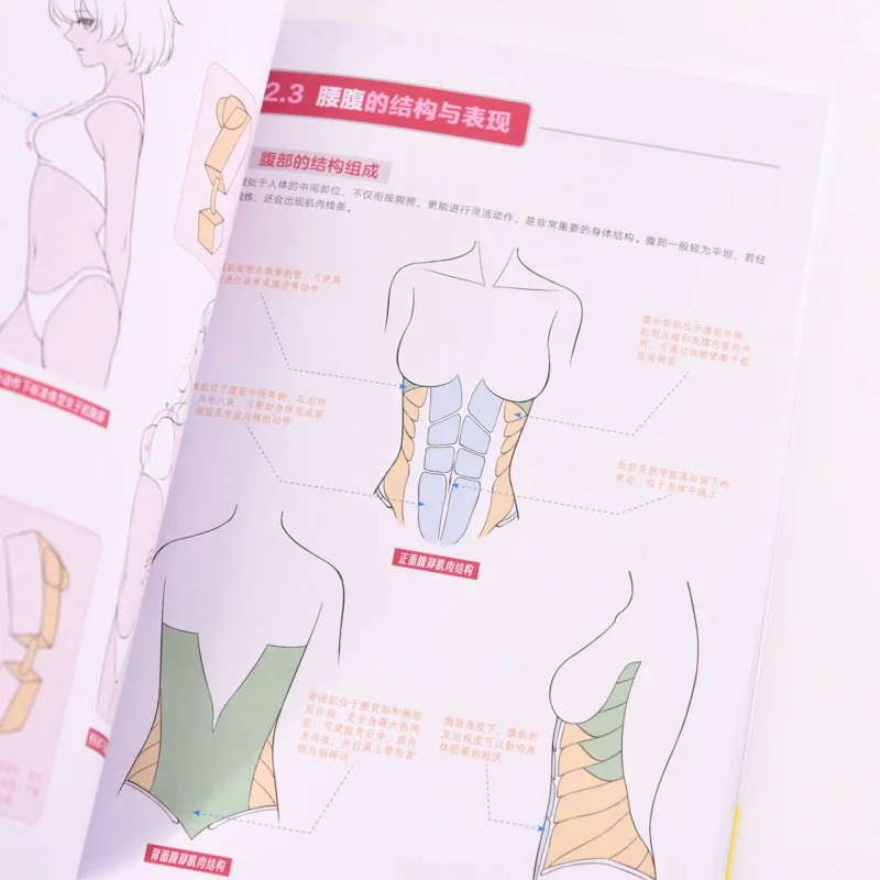 Beauty Pose Anime Female Body+Structure+Dynamic Analysis