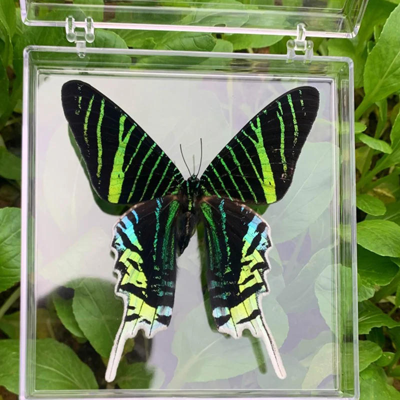 Natural Real Butterfly Specimens Rare And Exquisite Specimens For Home Decoration Display Collection In Teaching Special Gifts image 3