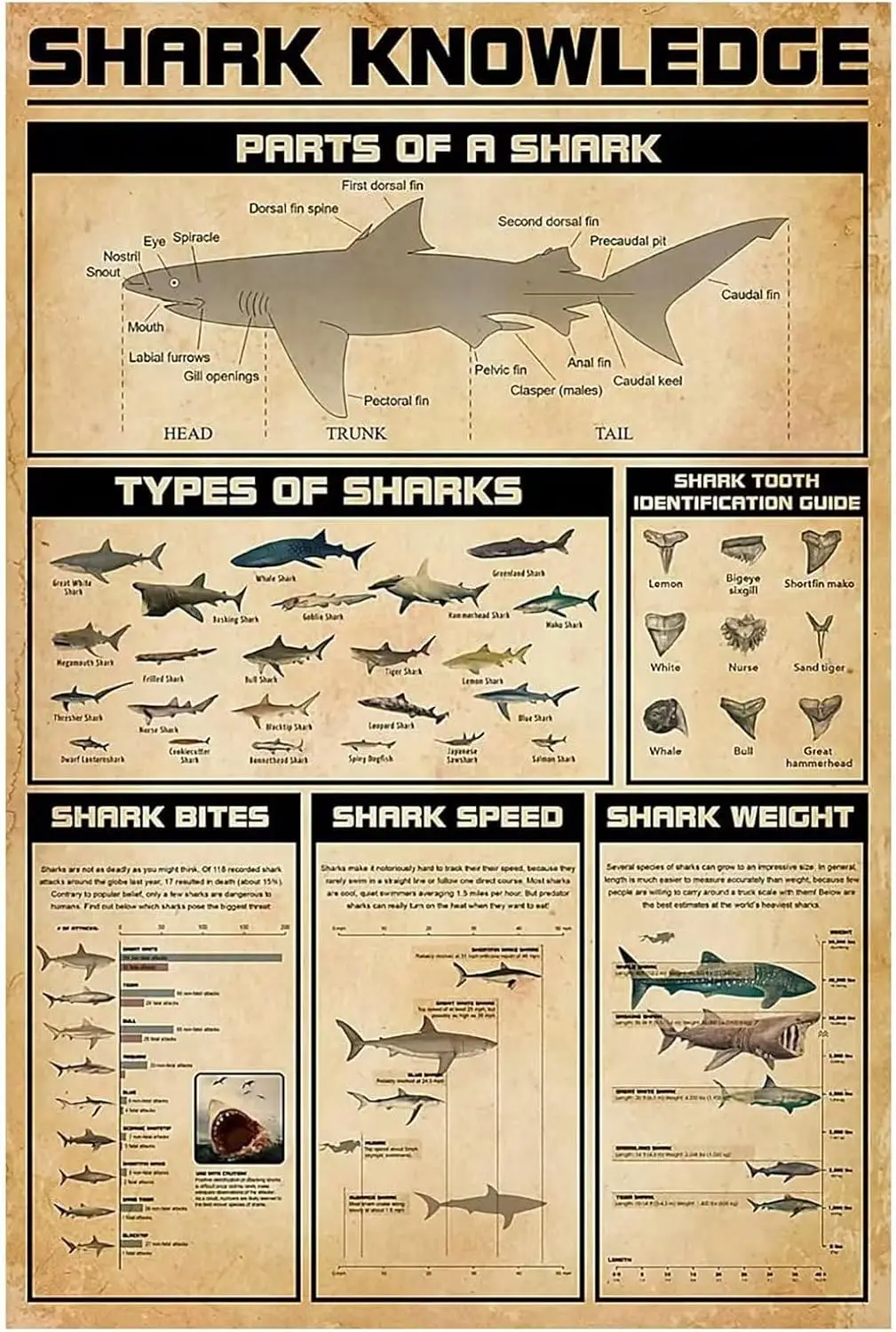 Shark Knowledge Metal Sign Shark Interpretive Guide Poster Wall Decor Farm Decor Home Decor Club Print Plaque 12x16 Inch