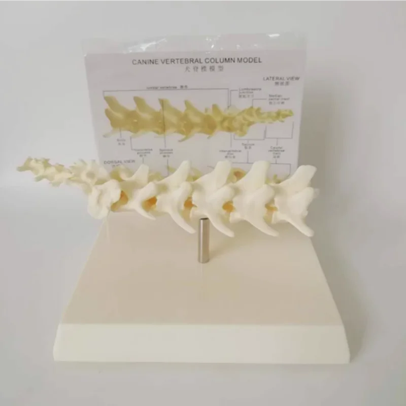 Hundewirbelsäulenmodell Hundeskelett Hundeskelett Hundeskelett Tierskelett Tiermedizinisches Lehrmodell für Haustiere