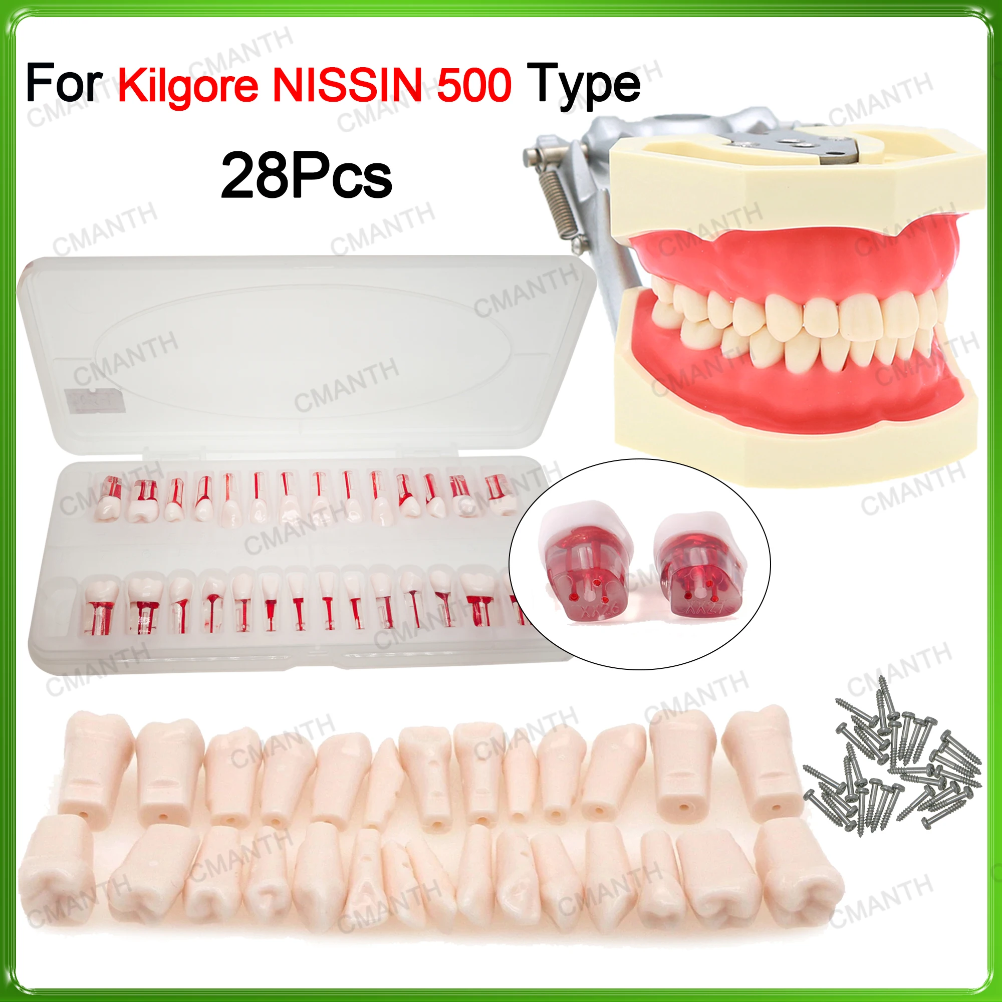 

Fit Kilgore NISSIN 500 Type Replacement Teeth 28Pcs Dental Teeth Model Endodontic Root Canal Resin Tooth Model
