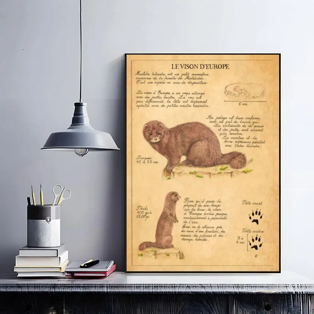 Bat Turtle Deer Wildlife Anatomy Laboratory Poster retro art restaurant bar decoration view 5