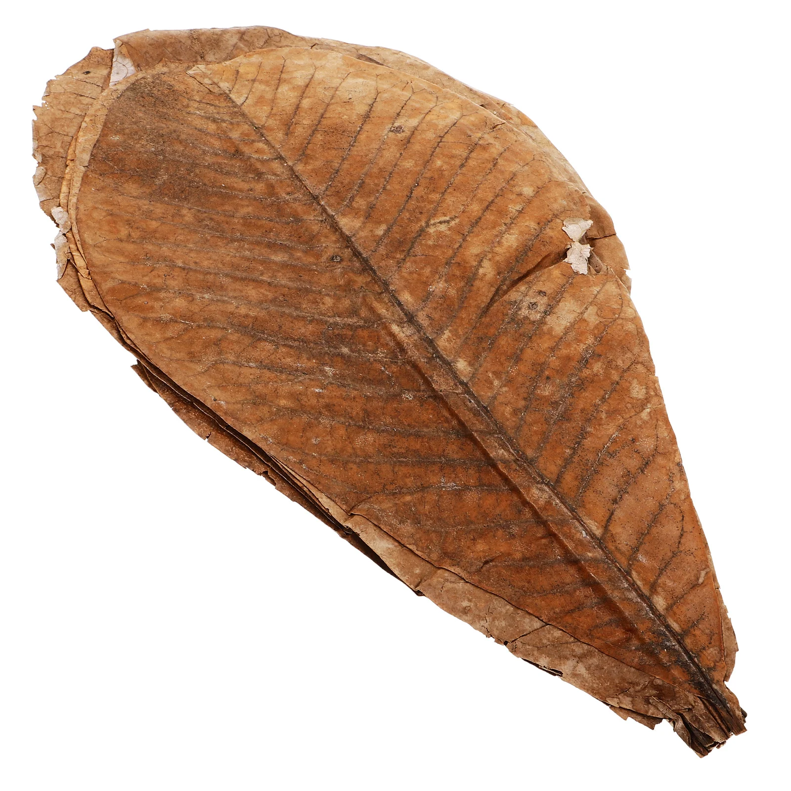 

20pcs Sushi Mold Paper Tray Sashimi Backdrop Natural Dried Leaf Ornament Food Photography Props Japanese Sushi Plate Decor