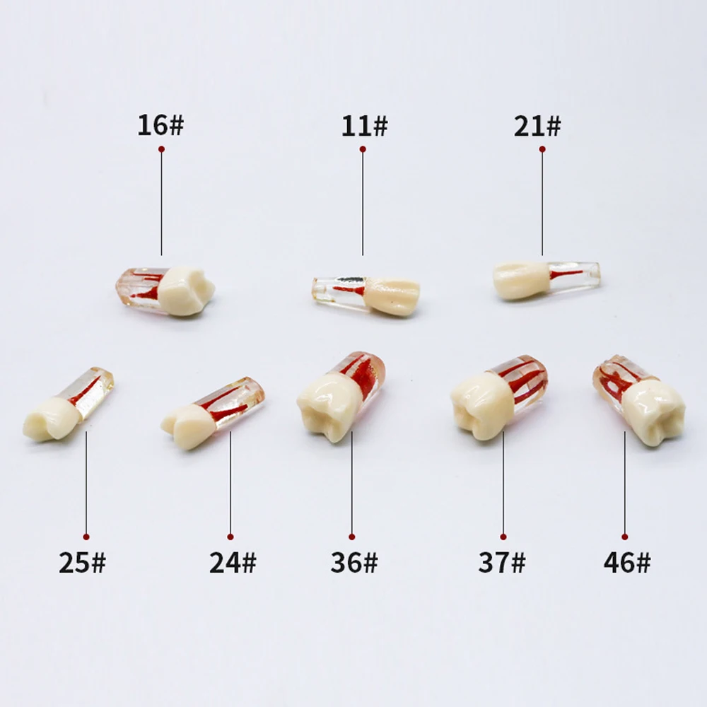 30pcs Hot Selling Dental Pulp Study RCT Endo File Practice Training Root Canal Teeth Model for Different Size