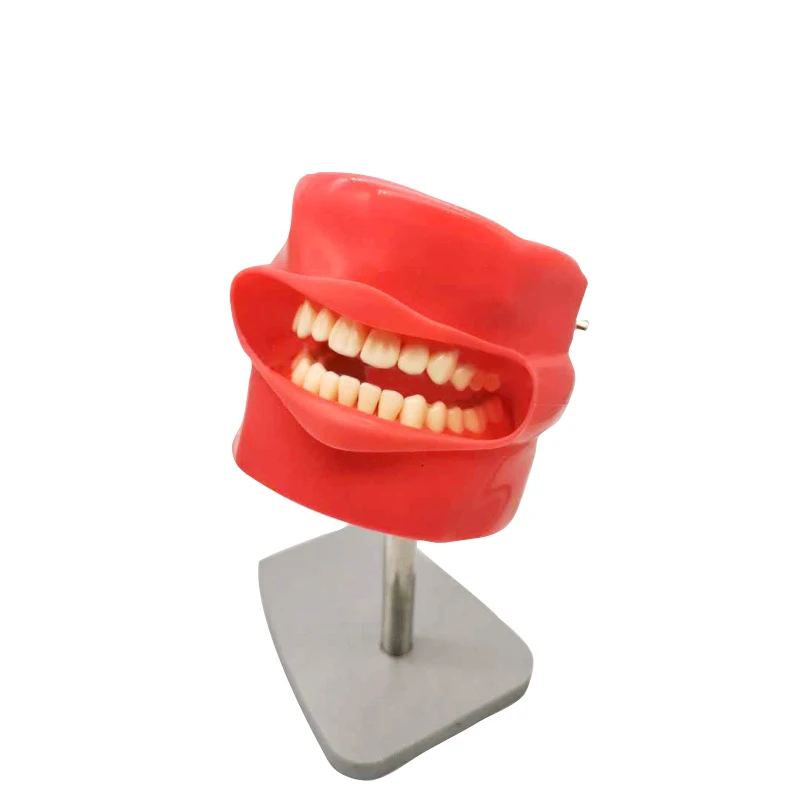 

YTYIN Manikin With Shoulder,manikin For Teaching,