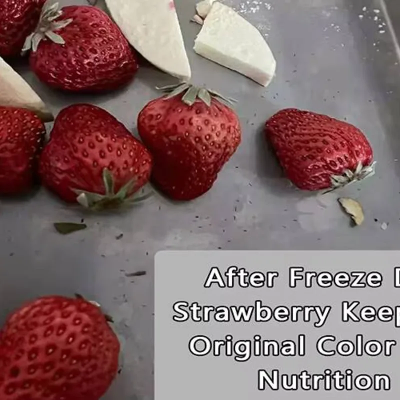 Compact Home: liofilizzatore facile da usare per conservare verdure e disidratazione della carne, attrezzature commerciali