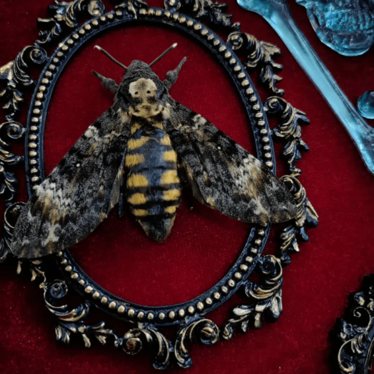 Gothic Halloween Wall Decor, Death’s Head Moth Framed Oddity Display, Victorian Curiosity Cabinet Shadow Bo