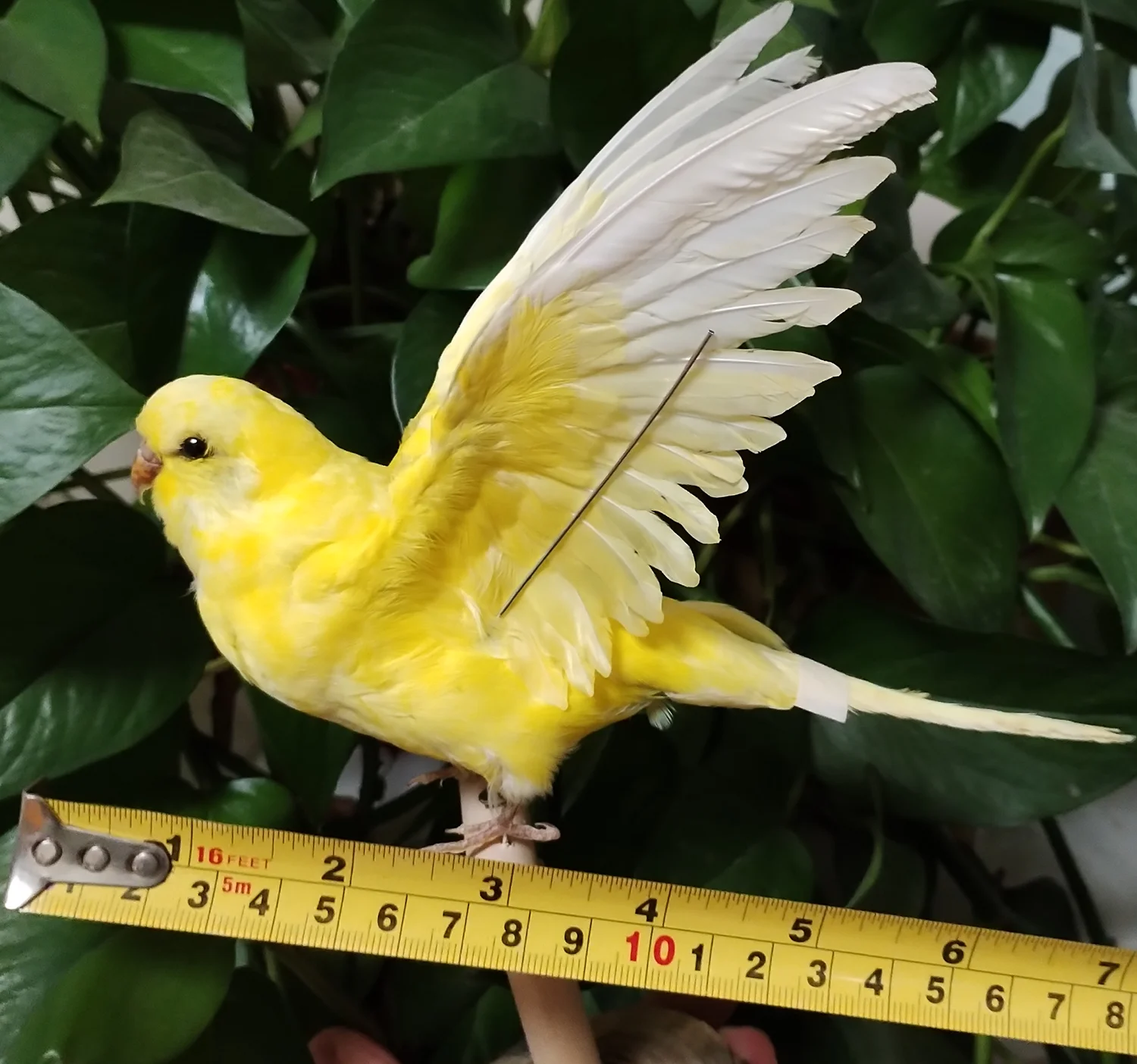 Stand Bird Natural Parrot Feathered Bird Taxidermy Home Decor Training Tool Special Gifts