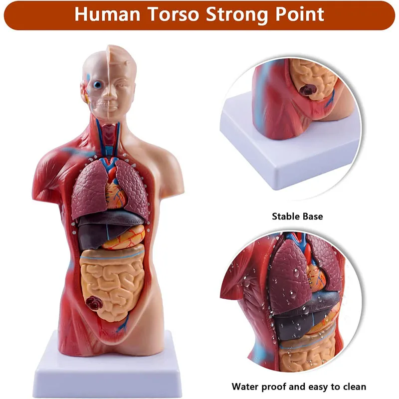 Medical Torso Human Body Model Anatomy Doll 15 Removable Parts Education Organs Model for Teaching Study Tool