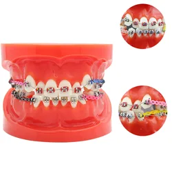 Dental Orthodontic Study Teach Adult Standard Typodont Model