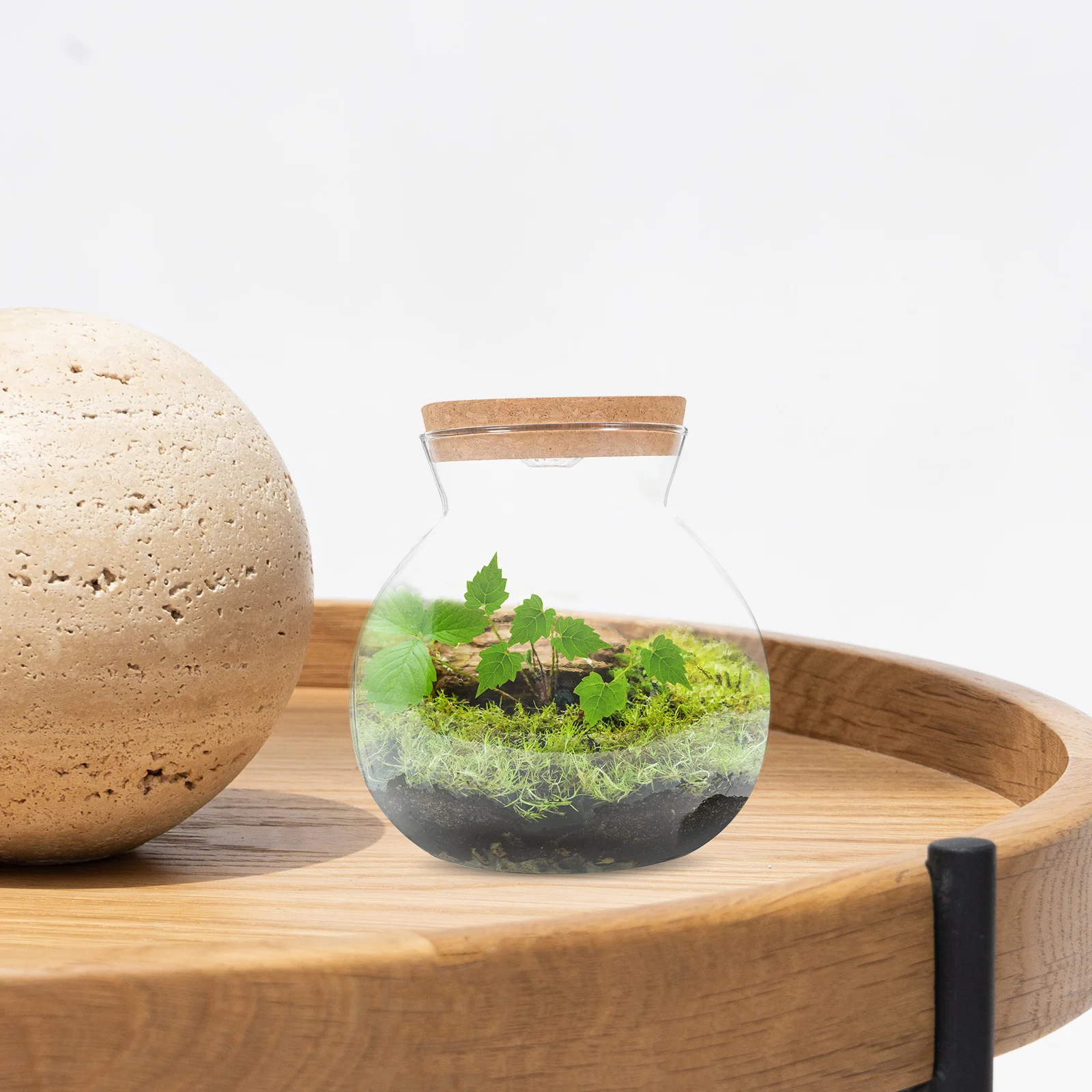 

LED Light Ecological Bottle Glass Bottle High Borosilicate Simple Design DIY Micro Landscape Home Decor Simple Plant Terrarium