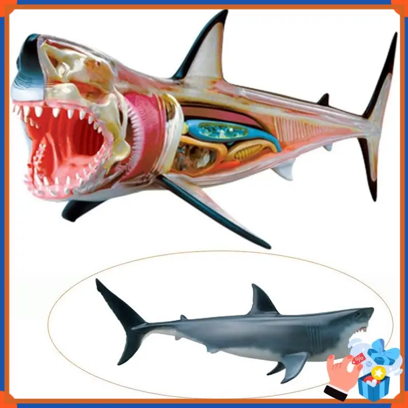 Compact Shark-Anatomy Model - Animal Anatomyical Model - 20 Detachable Organs And Body Parts Biology  Teaching Model
