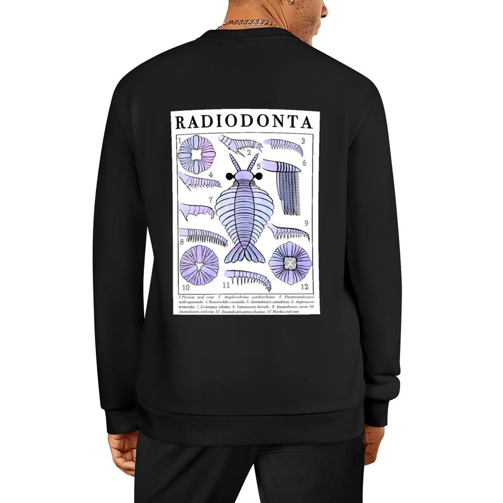 

Radiodonta study art Pullover male clothes aesthetic clothing men clothing men clothes autumn sweatshirt