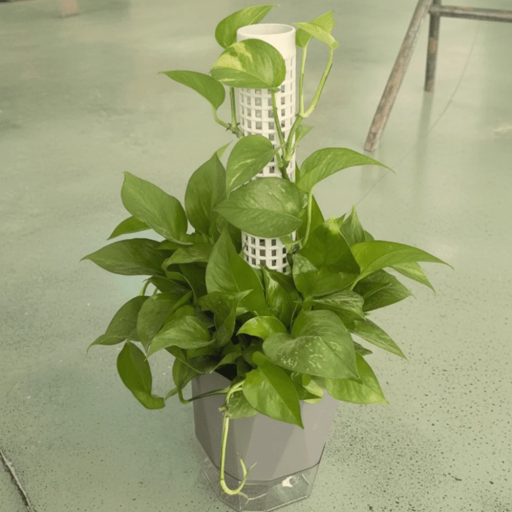 6PCS Easy Assembly Plastic Moss Pole Sturdy Interlocking Vine Climbing Column Fixed Bracket Plants Growth Stand Outdoor Climbing