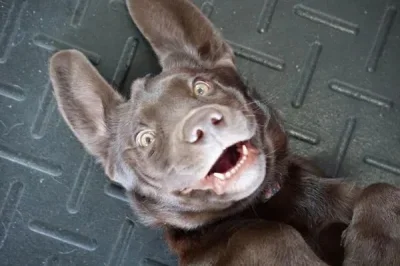 

forMJX H16 16207 16208 16209 16210 14209 14210 14301 14302 14303 Differential Cup Diff Cup 1/16 RC Car Upgrade Parts Accessories