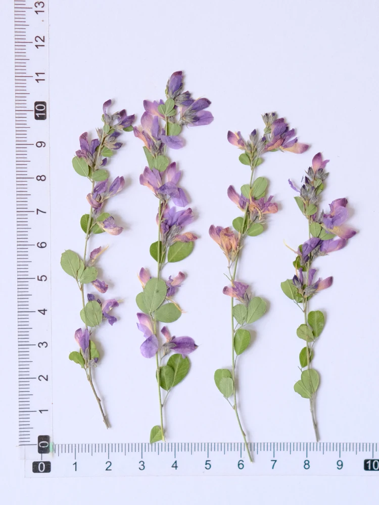 6pcs,nature Lespedeza Formosa Dried Pressed Flowers,Plant Specimen Paintings Art,photoFrames,Handmade Bookmarks,Resin Jewelry view 6