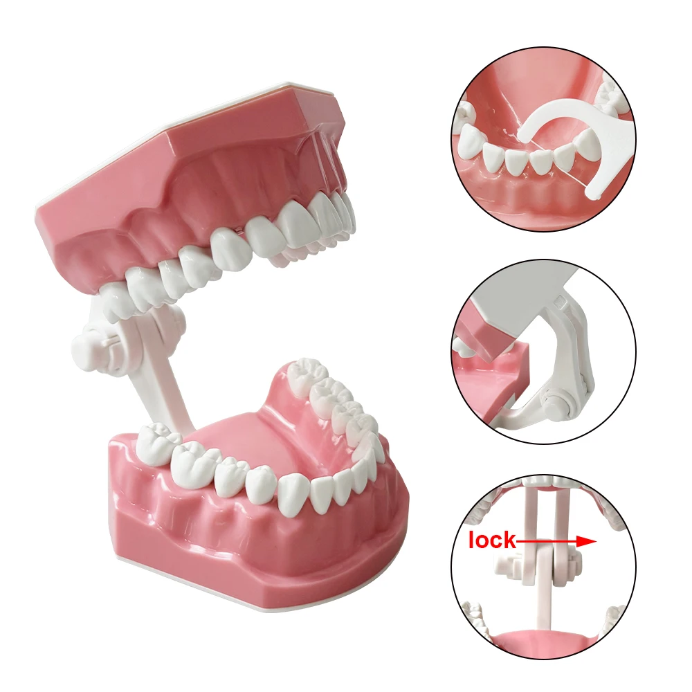 Modèle dentaire standard pour le broCumbria des dents, modèle de prothèse fuchsia, la pratique du fil dentaire, l'étude de démonstration dentaire