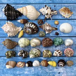 Natural Shell Conch Hermit Crab Replacement Spare Special Shell Roll Fish Tank Aquarium Decoration Sea Shells Ocean Decor