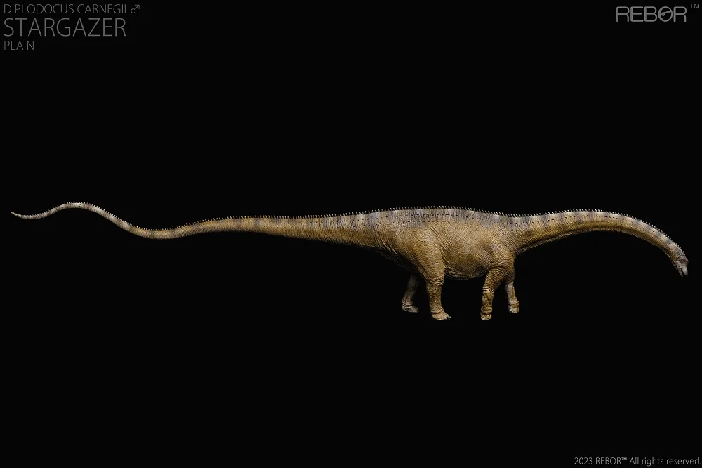 1:35 REBOR Mâle Diplodocus carnegii "Stargazer" Classe de musée Réplique Plain Ver. Jouet modèle dinosaure