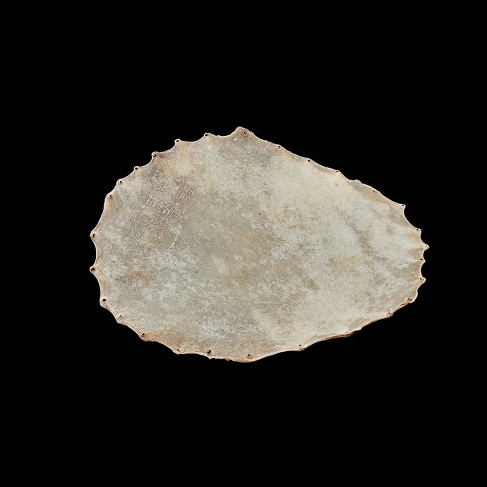 Goat Skin Head for Shaman Drum Round Drumhead Skin for African Drum 8 10 12 13 14inch Musical Instrument Drum Parts Accessories