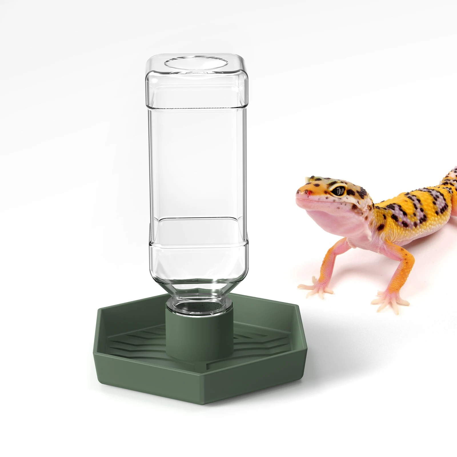 #44 Latest Reptile Water Bowls Offers