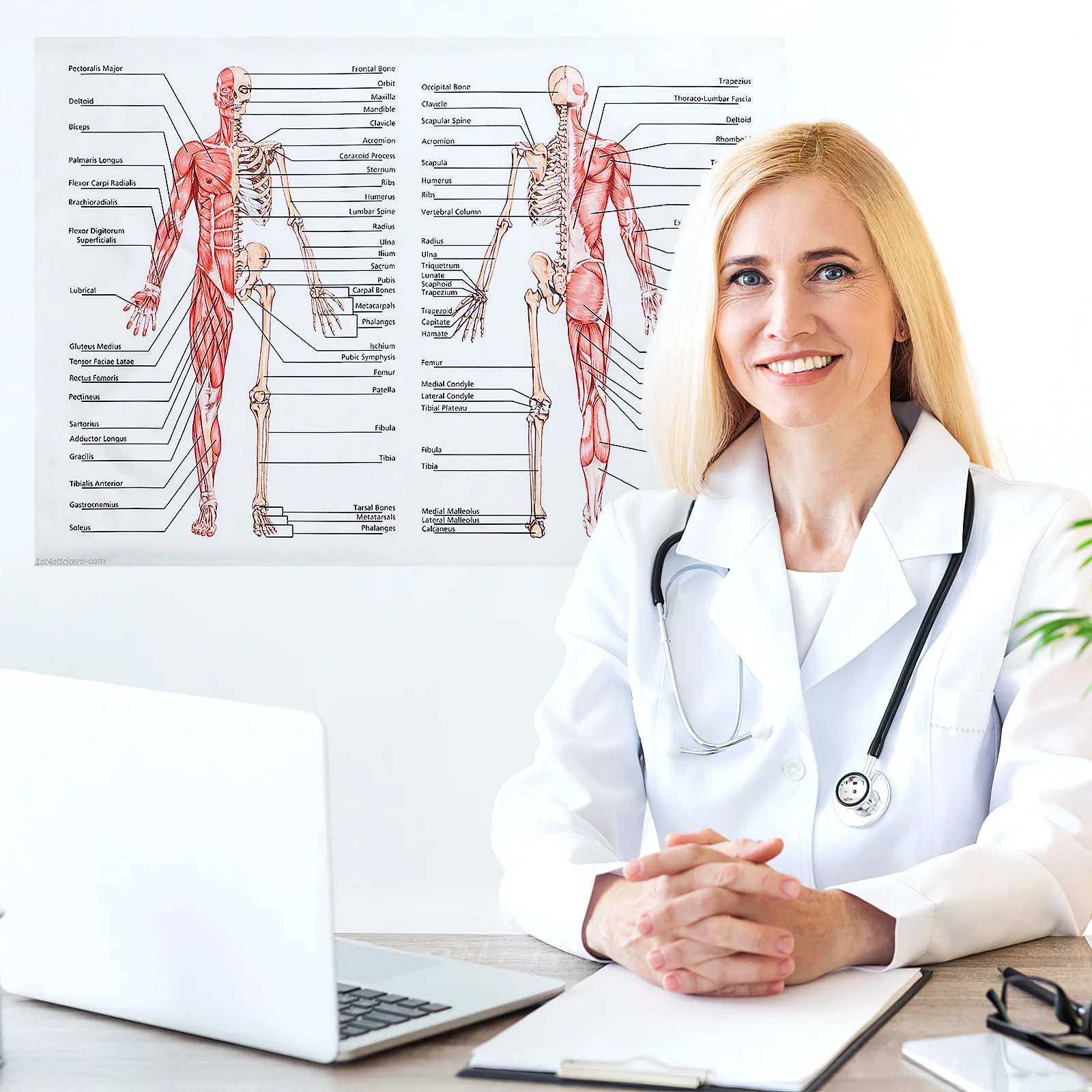 

Poster Human Muscle Art Anatomy Chart for Medical Study Decor Educational Hanging