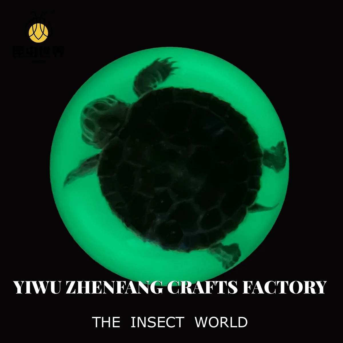 Luminous Turtle,Insect Specimen: a Fascinating Display of Nature's Tiny Creatures
