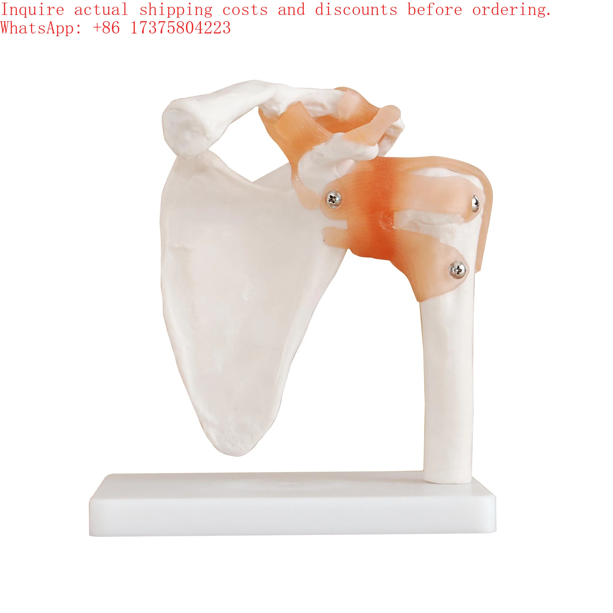 2026 Life-Size PVC Shoulder Joint Anatomical Model Human Skeleton for Medical Science Training