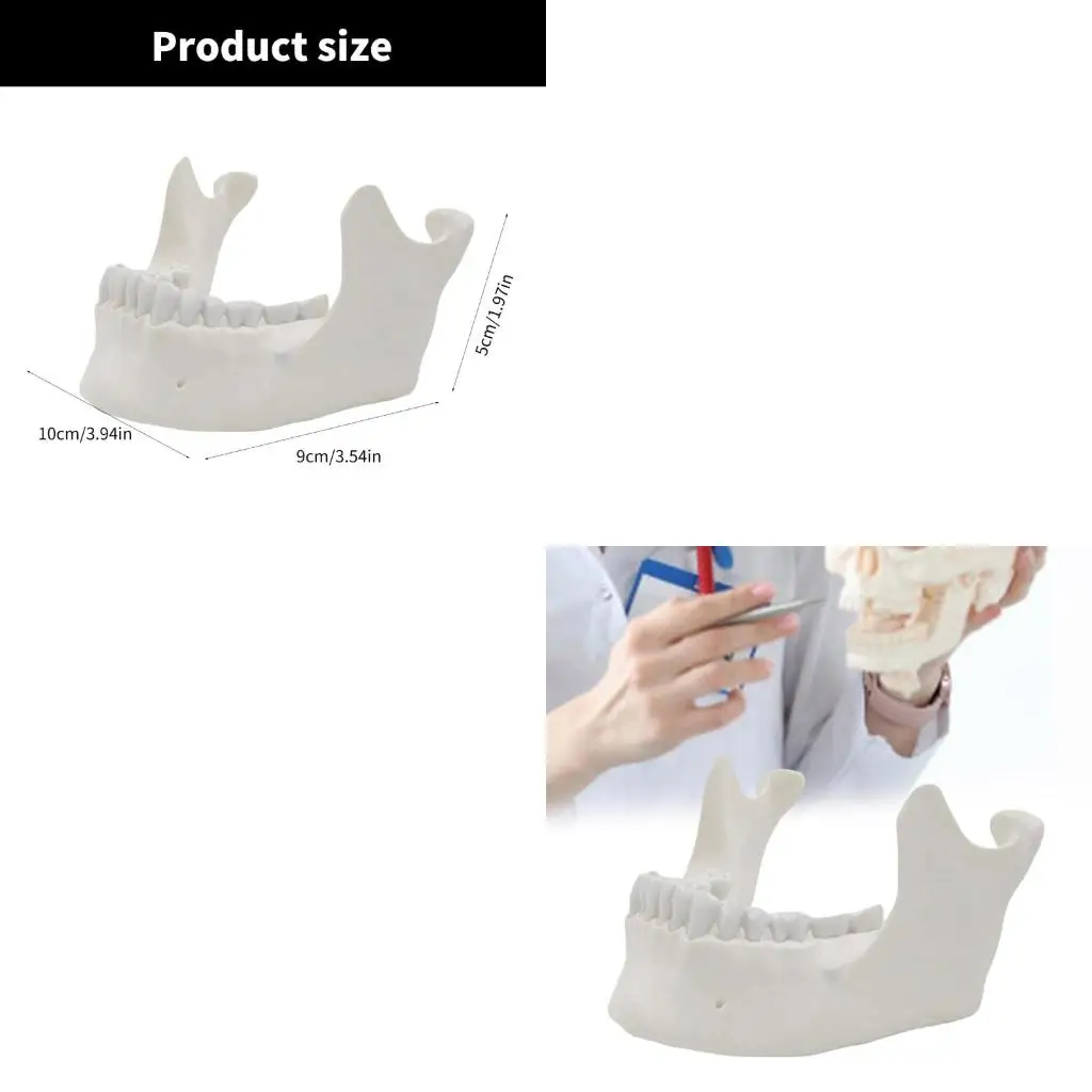 1-1-modelo-mandibula-inferior-para-demonstrar-modelo-osso-mandibula-inferior-adulto-16-dentes-modelo-medico-suprimentos