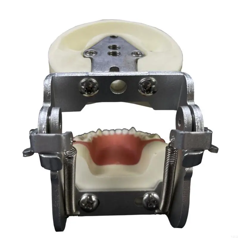 

Y5LB Dental Typodonts Demonstration Model,Speech Therapy Teaching Tool Teeth Model