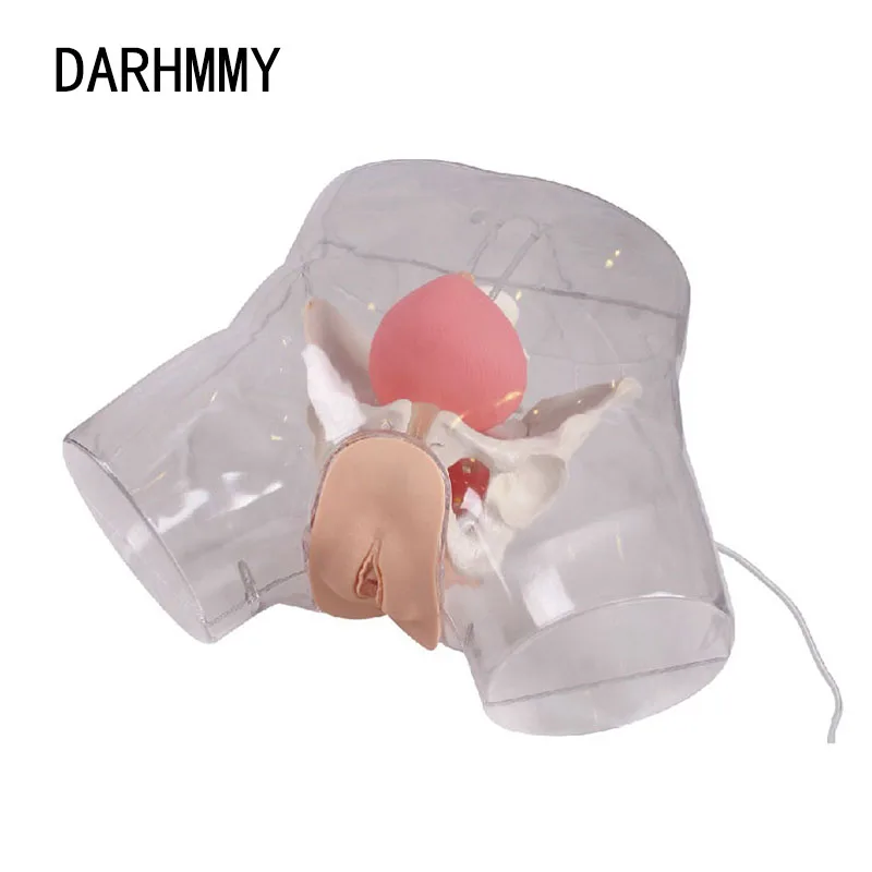 DARHMMY Transparent Male/ Female Urethral Catheterization Simulator Medical Nursing Training Catheterization Model