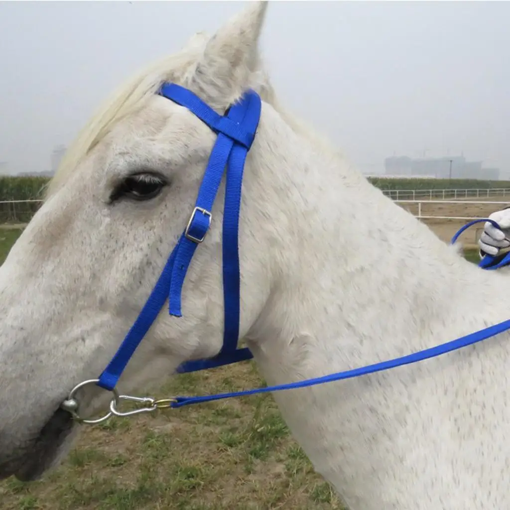 Horse Bridle Rein Harness Headstalls Removable Snaffle Nylon Webbing Blue M