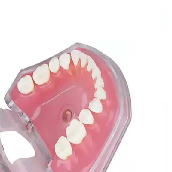

28Teeth Dental Implant Training Model with Removable Teeth Standard Typodont Jaw Model Soft Gum Dentist Lab Demonstration Models