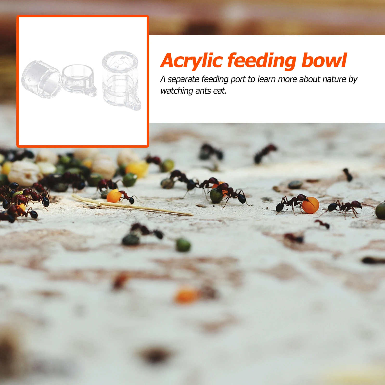 

2pcs Acrylic Ant Water Feeding Bowl Transparent Drinking Basin for Ant Nest Small D+Large D Insect Feeders Garden Tool