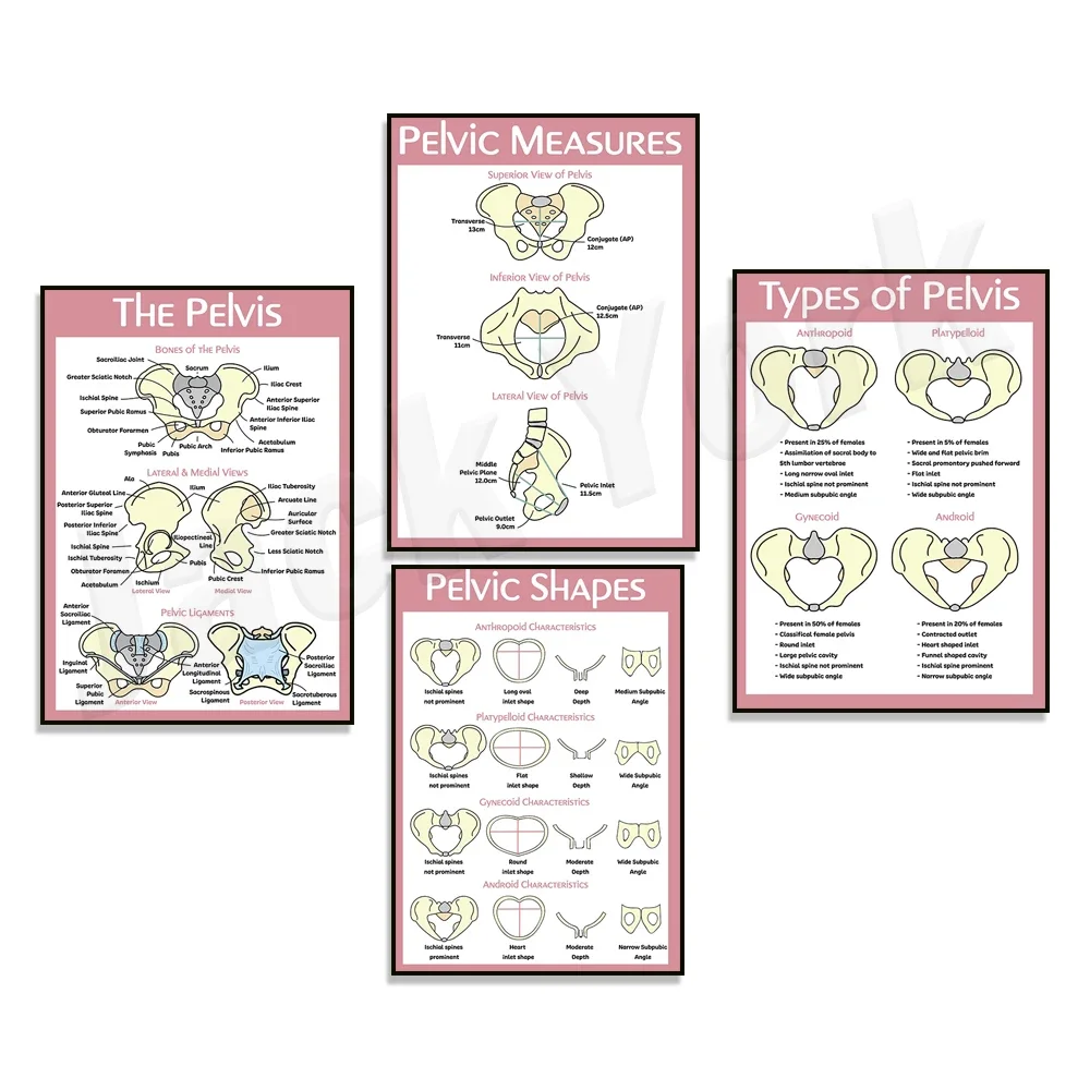 Pelvis Shapes, Types of Pelvis Poster, Pelvic Measurement Chart Anatomy Poster Canvas Print Medical Education Office Decoration