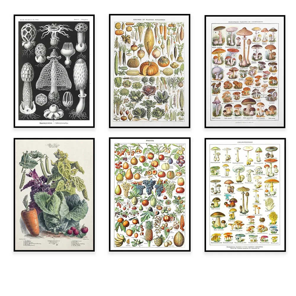 Types of mushrooms, fly agaric mushrooms, vintage illustration of vegetables, types of fruits, german mushrooms, biology poster