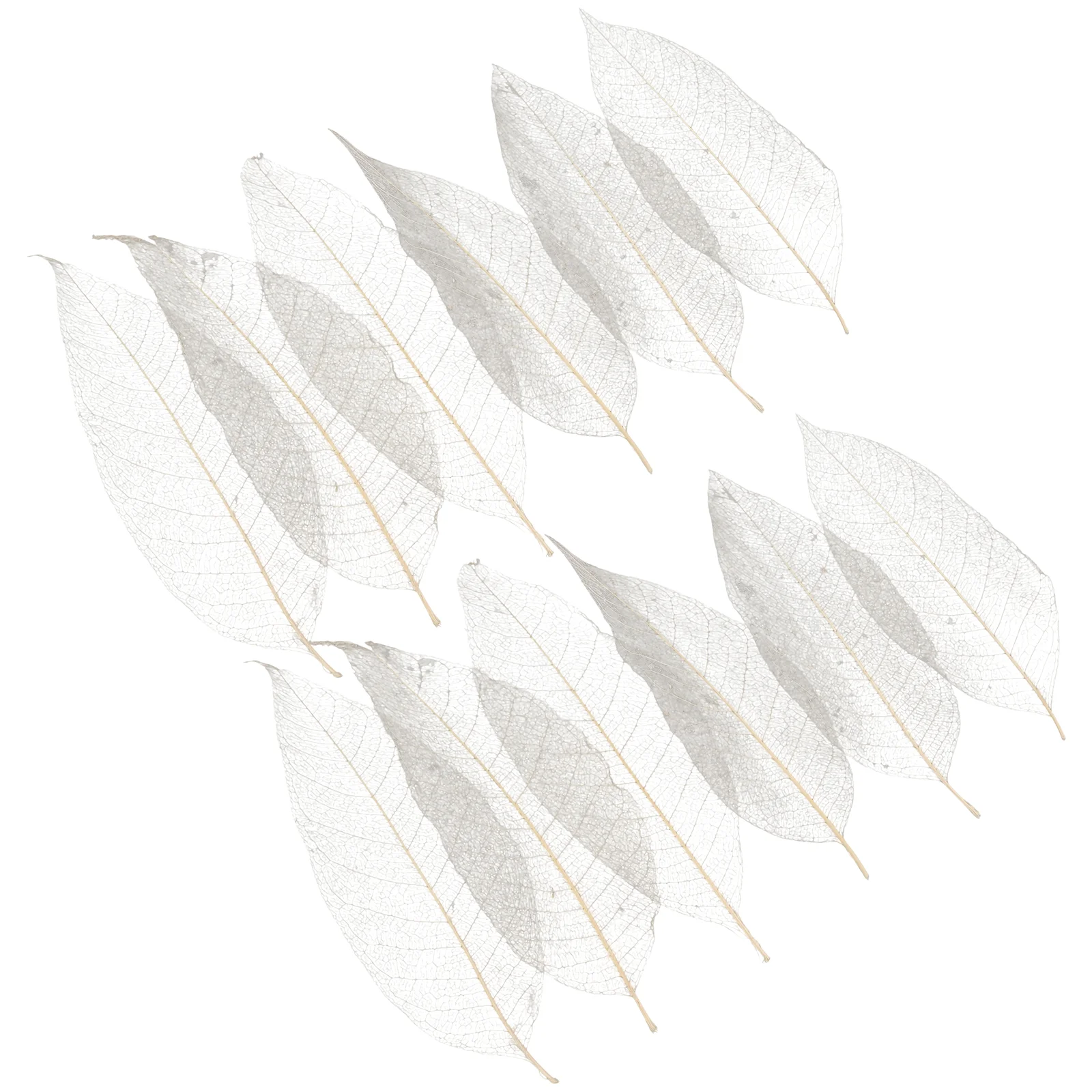 100 Pcs Bathroom Decorations Magnolia Leaf Specimen Leaves for Craft Project Dried Bookmark Accessory Outdoor Tree