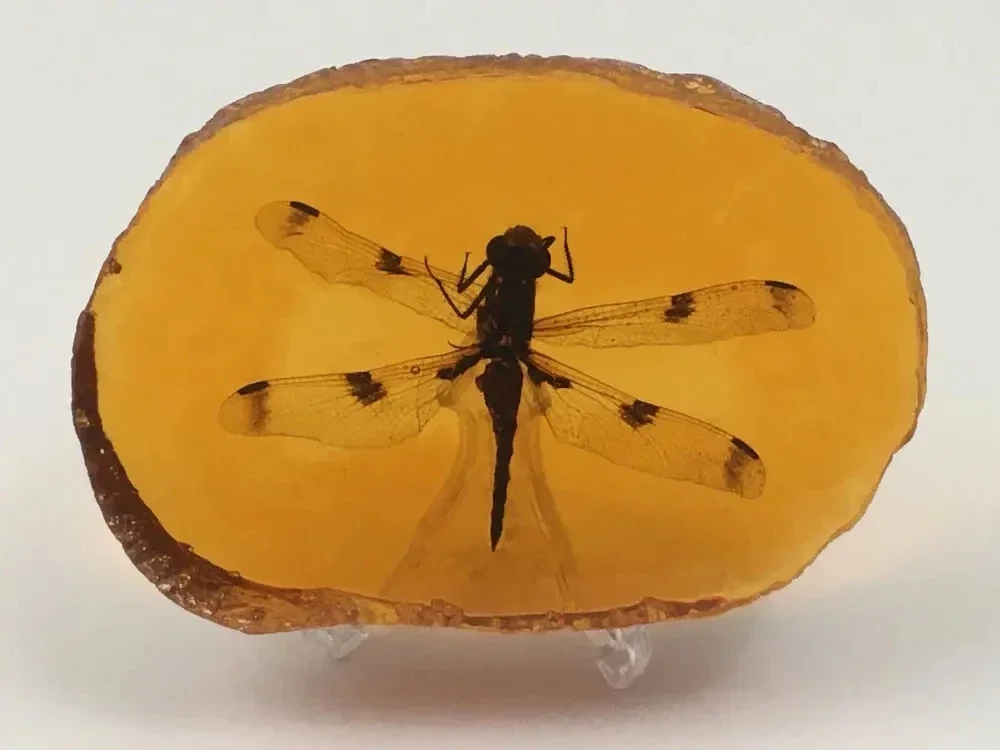 Dragonfly Insect in Replica Amber Pendant Taxidermy Fossil Bug In Resin + Stand