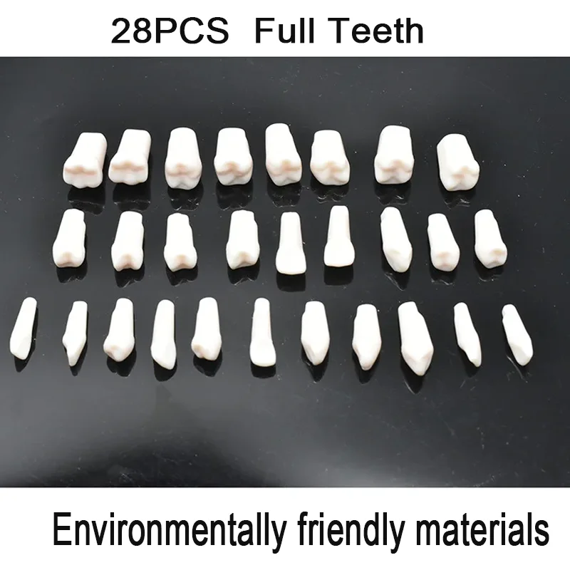 28 sztuk Dental Typodont Model zębów żywica Model zębów plastikowa wymiana zębów Model praktyka dentysta nauczanie narzędzia eksperymentalne