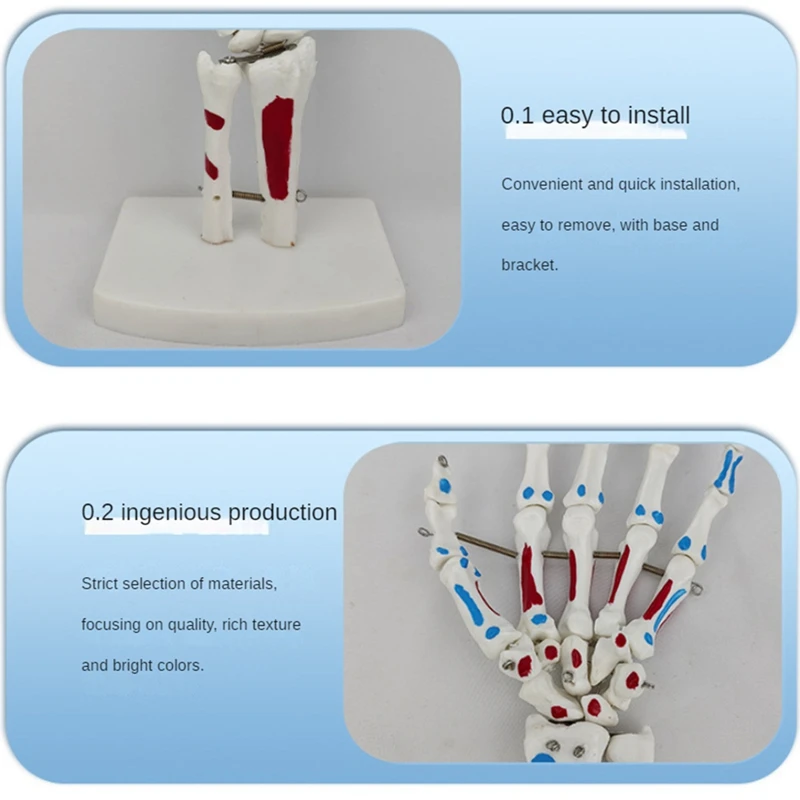 Hand Joint Model Palmar Bones Anatomy Muscle Model With Wrist, Ulna, Hinged Hand Bones