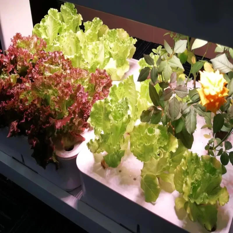 Automatic Timer Hydroponic Growth System – Built-in Germination Function, LED Full Grow Lamp, Indoor Vegetabl