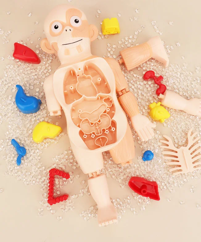 Kids Human Body Organ Assembly - огляд і ціна Science Kit