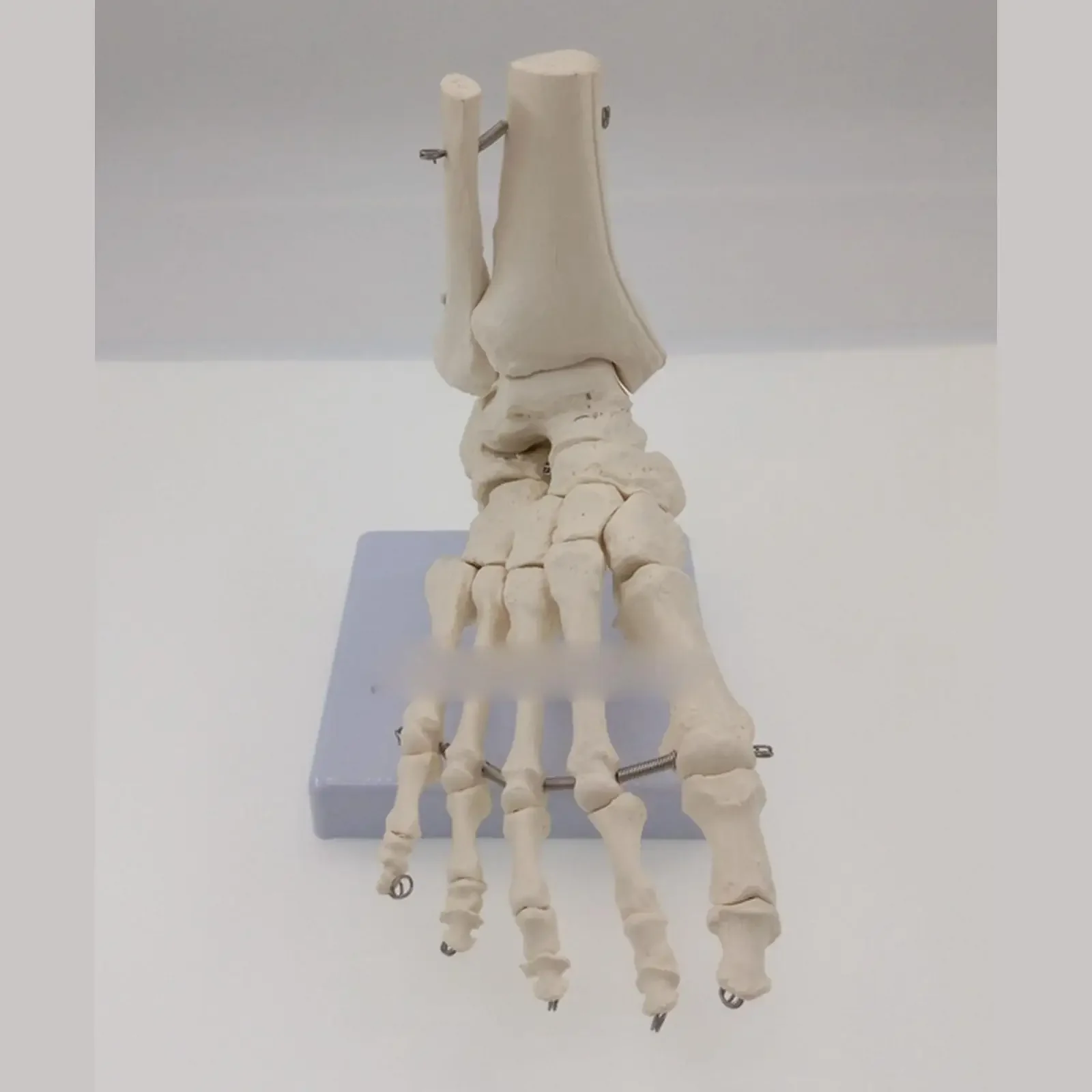 PVC Foot and Ankle Joint Functional Anatomical Skeleton Model Medical Display Teaching School Life Size