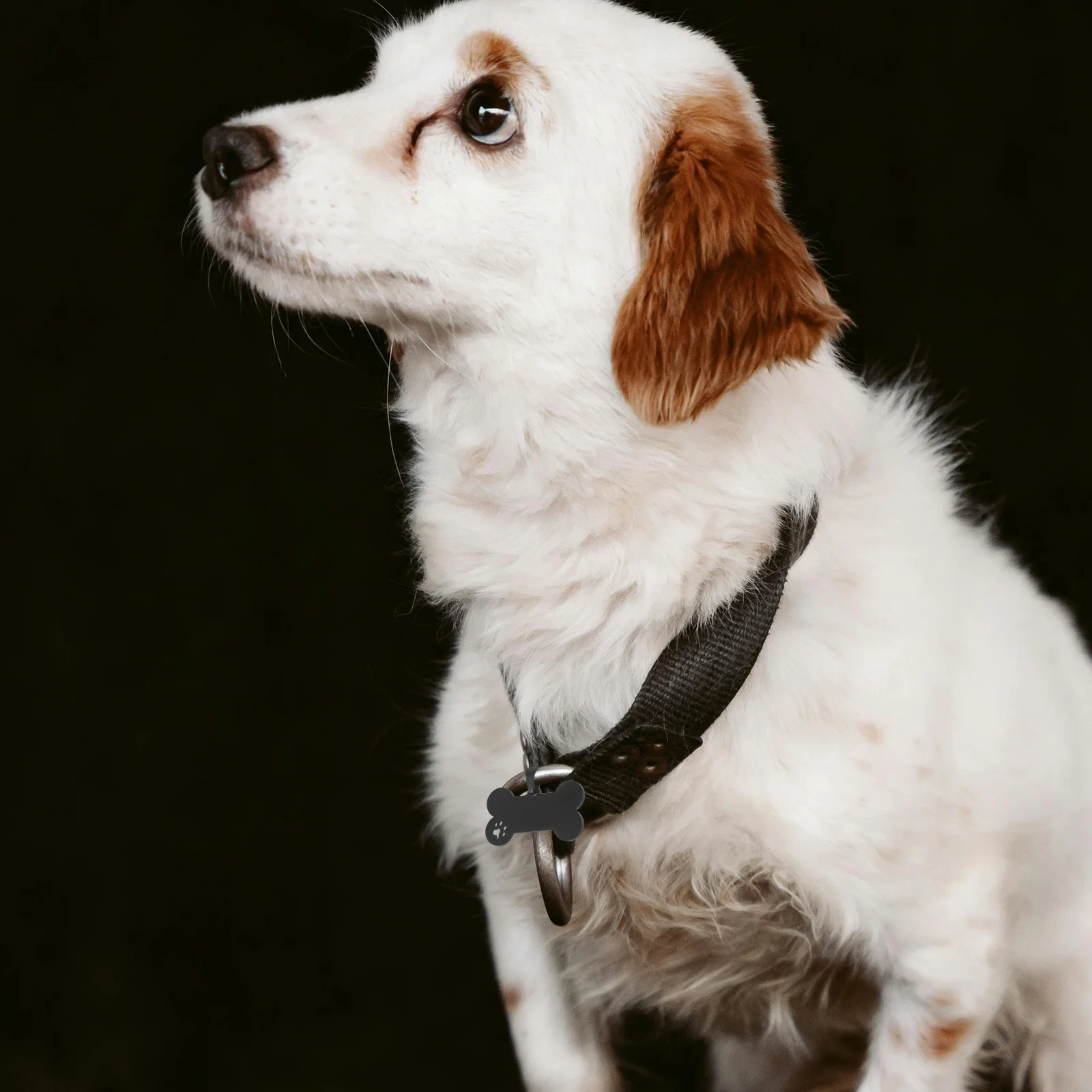 

4Pcs Engraved Custom Stainless Steel Pet Identification Tags Dog Name Id Charms Rustproof Blank Dog Tag Blank Labels Charms