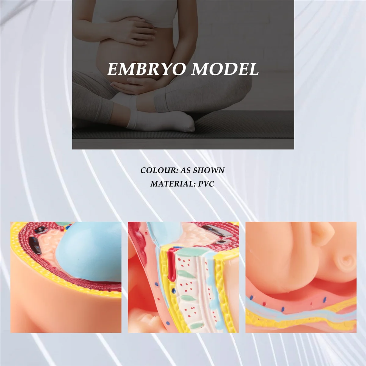 A06K Menschliche Schwangerschaft Fötale Entwicklung 9. Monat Embryonisches Beckenmodell Fötus Fötus Schwangerschaft Anatomie des Plazentamodells