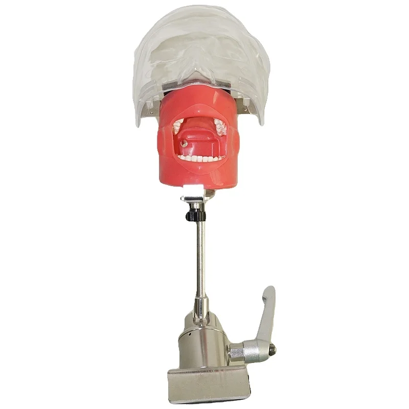 

YTYIN Mannequin Phantom Simulator Phantom Simulator Human Teeth Medical Science Education Mo