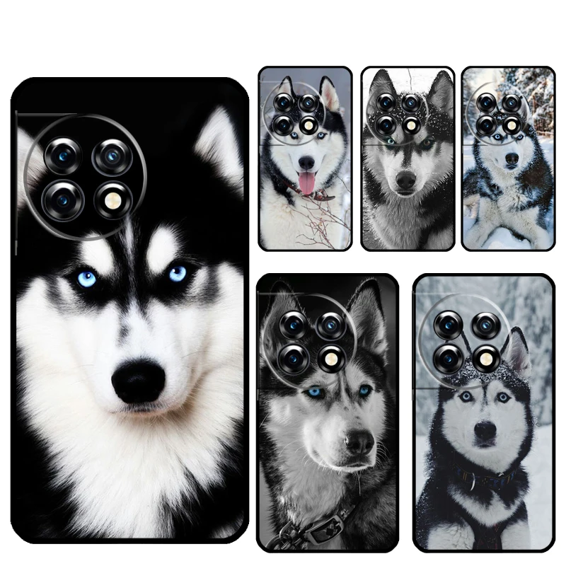 Animal Wolf Dog Hus… - image